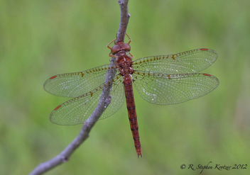 Neurocordulia alabamensis, female